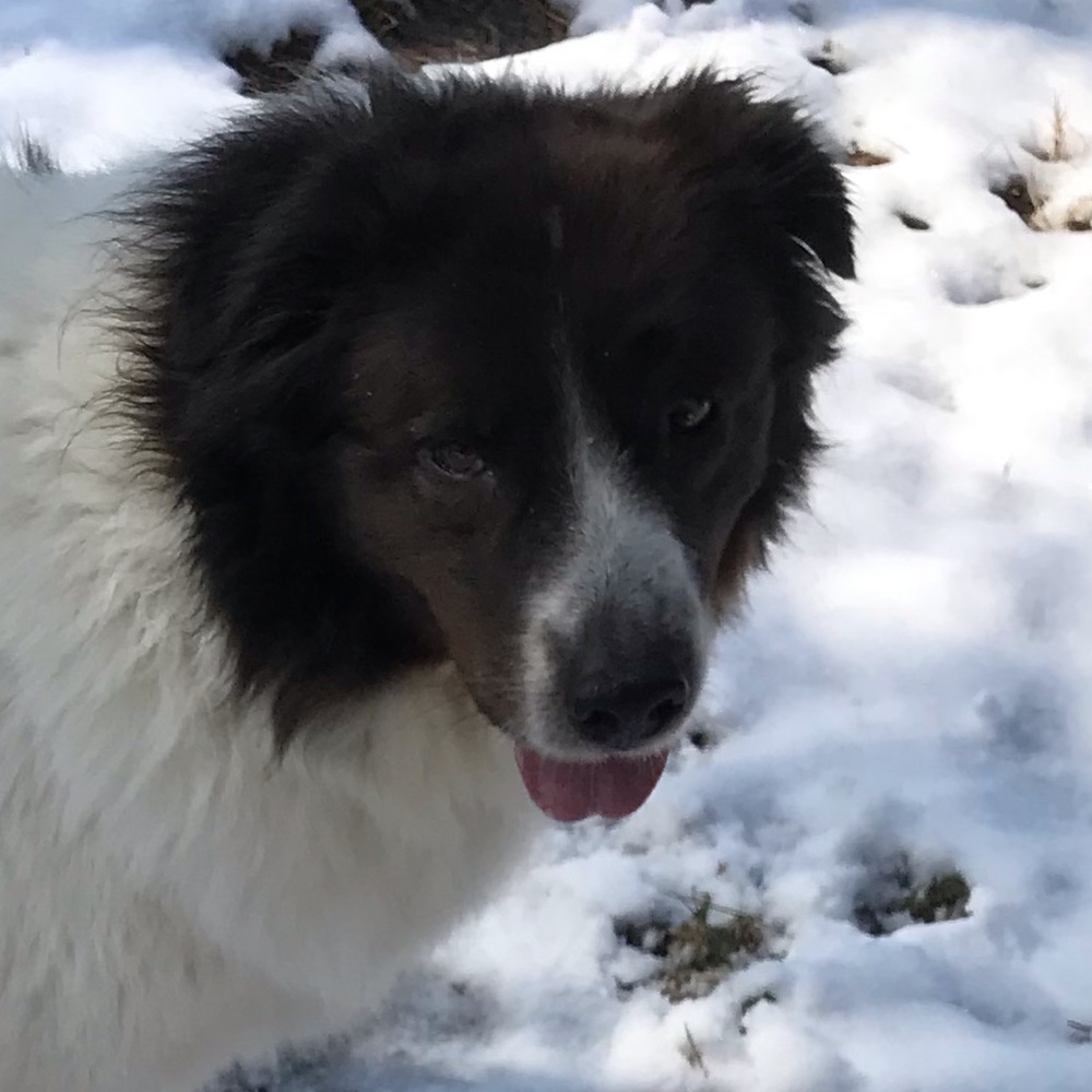 Meet your Posher, Brandon